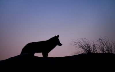 EN LA EMPRESA, EL HOMBRE TAMBIEN ES UN LOBO PARA EL HOMBRE.